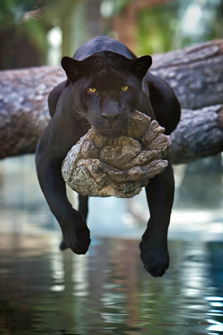 black jaguar links