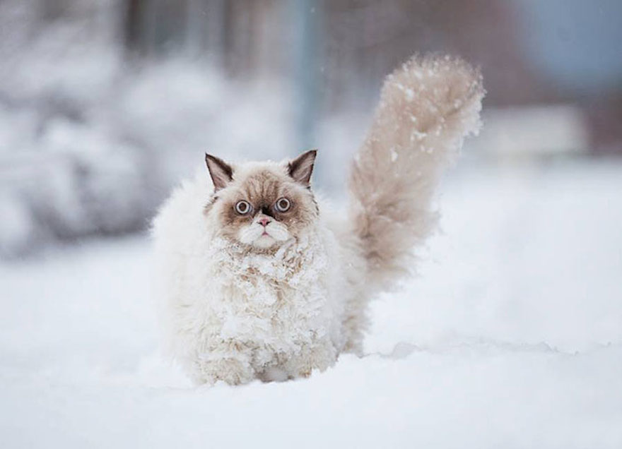 cat in snow links