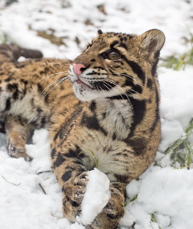 clouded leopard links