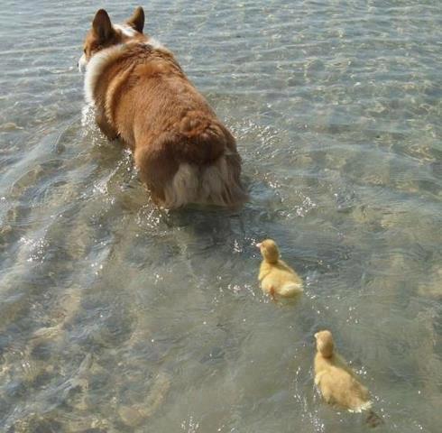 dog leading duckings links