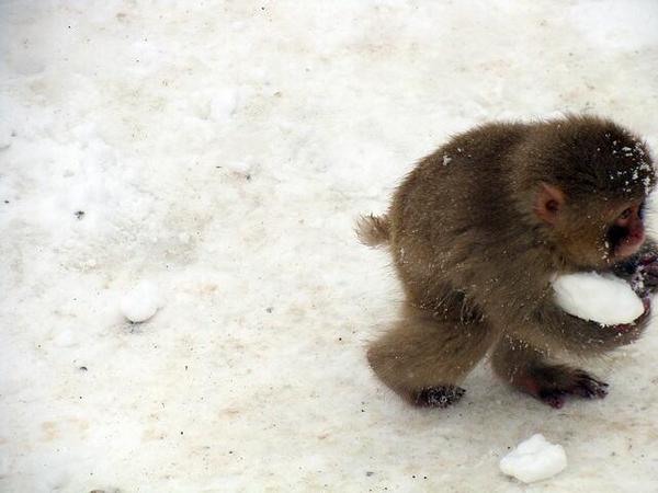monkey_snowball