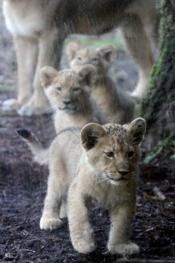 seattle zoo lion cubs links