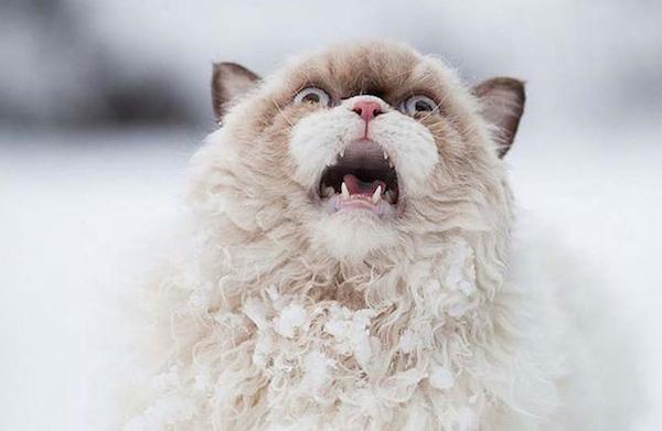 snow_cat