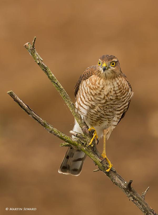 sparrowhawk links