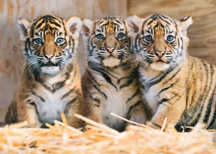 tiger triplets tacoma zoo links