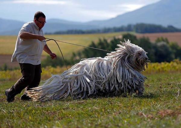 Komodor Hundarian guard dog links