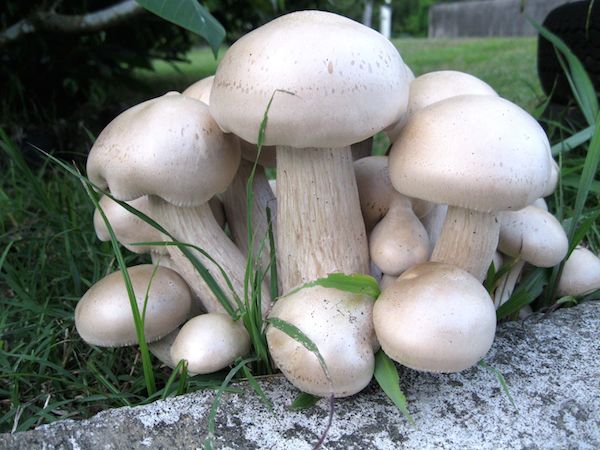 Mushroom1
