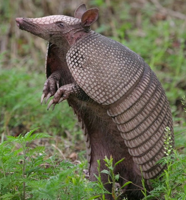 cute armadillo links