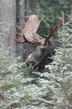 antidote_moose_300
