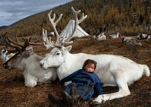 antidote_reindeer_300