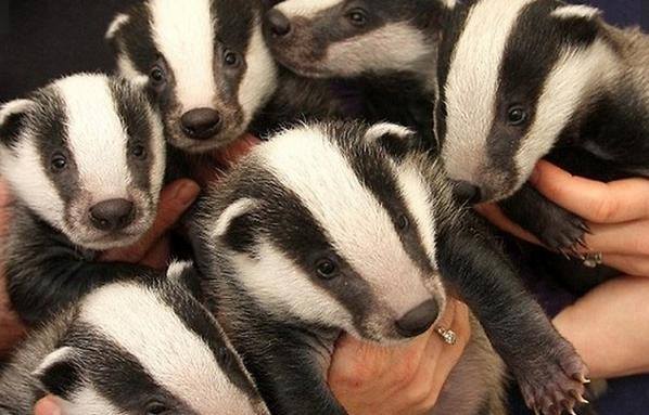 badgers links