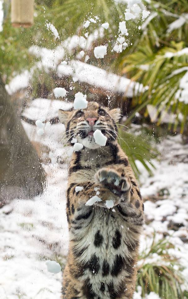 clouded leopard