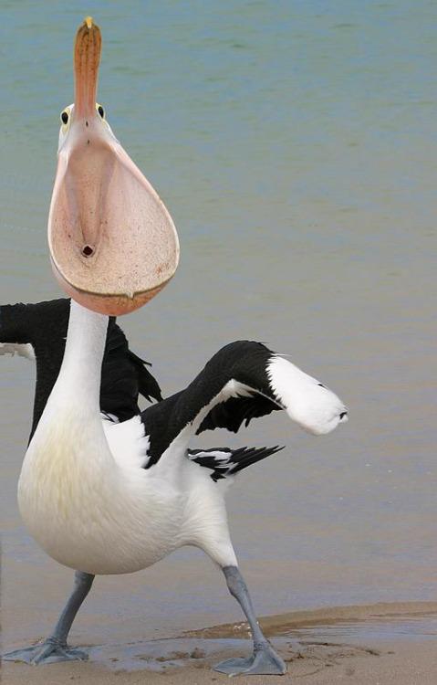 disco pelican links