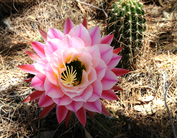 gorgeous-cactus-bloom