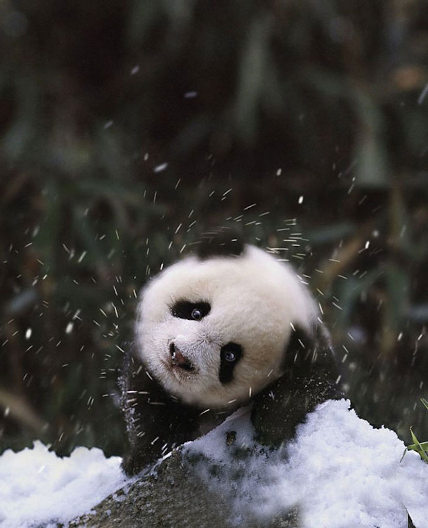 panda in snow links