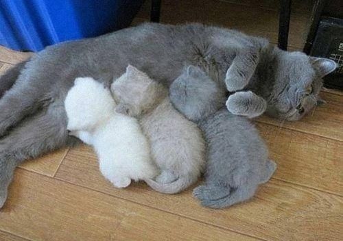 russian blue momcat links