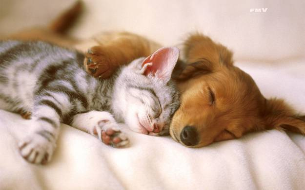 sleeping cat and dog links