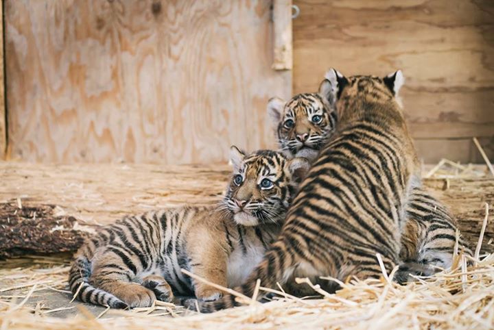 tiger triplets 2 links