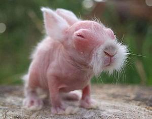 wombat_300
