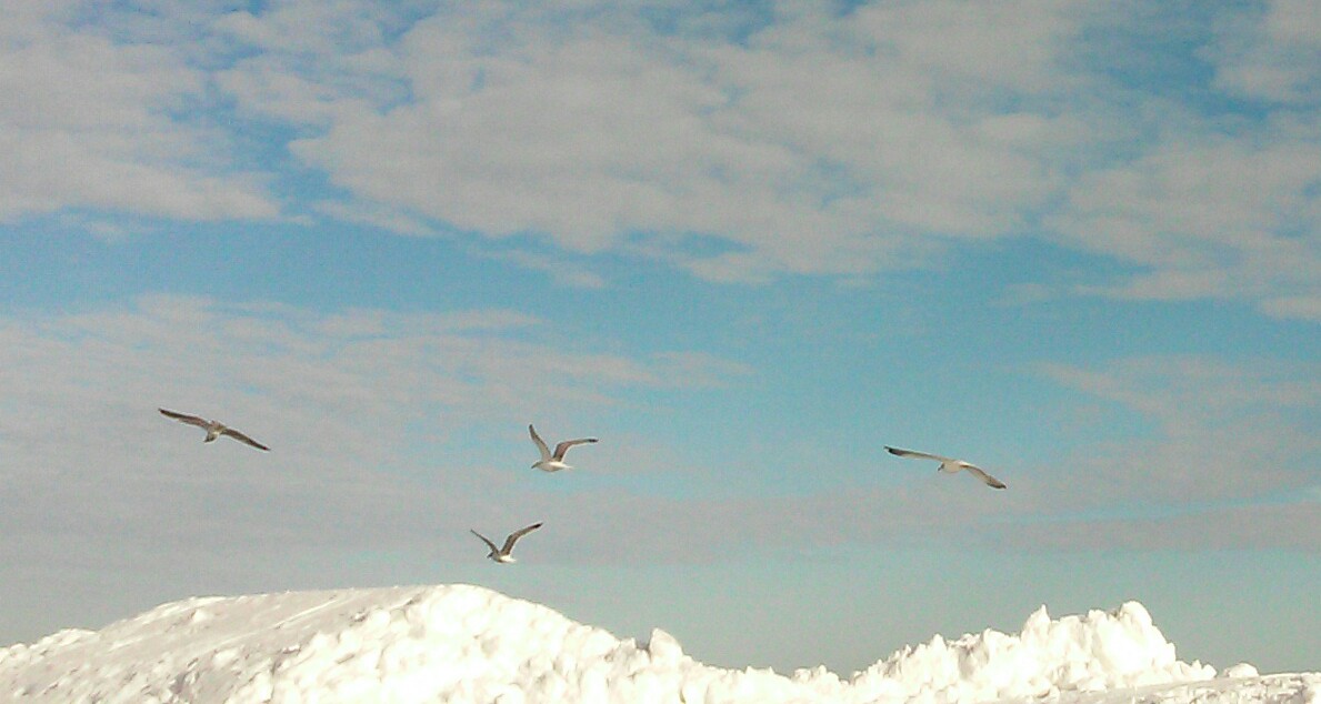 gulls in snow links