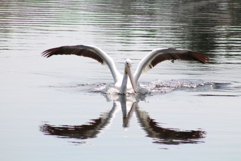 Pelican Landing links