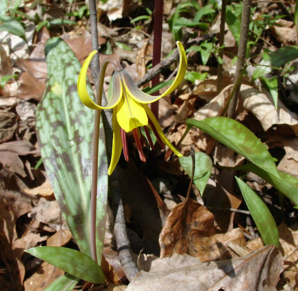 Yellow Trout Lily_JPG