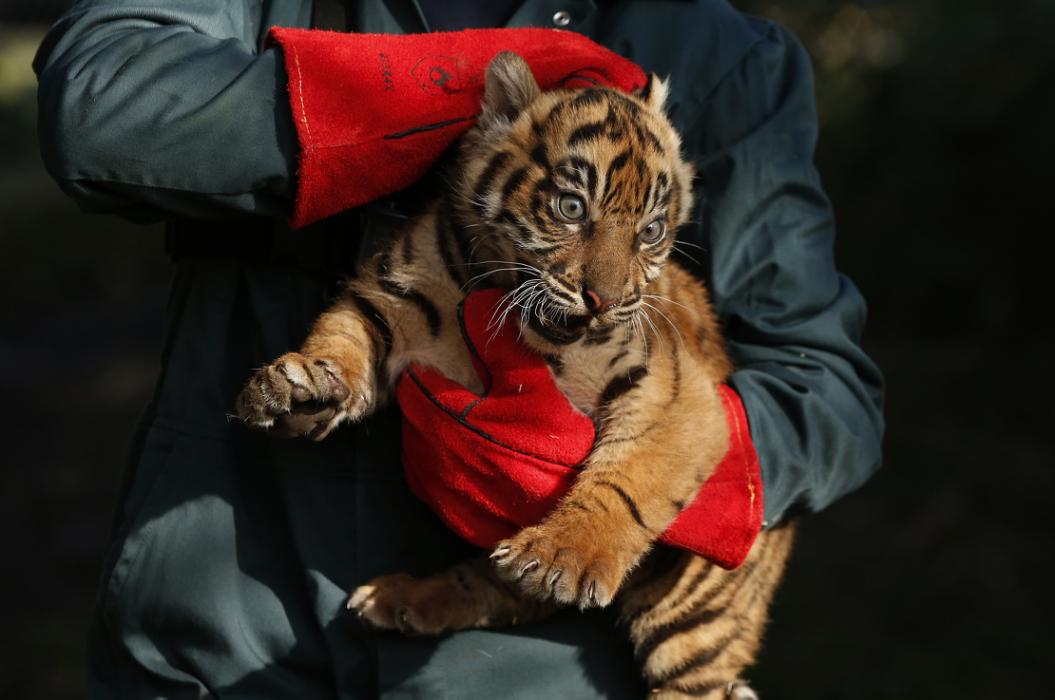 baby tiger links