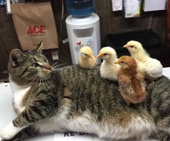 cat and chicks links
