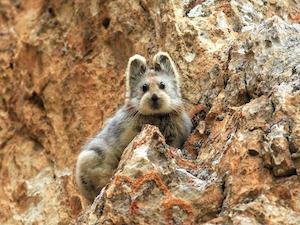 chinesemammal01.adapt.1190.2_300