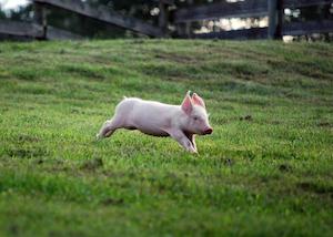 cute_piglet_300