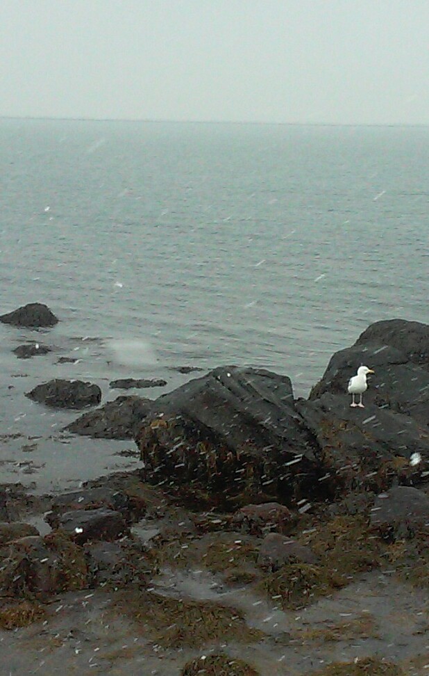 sea gull in snow links