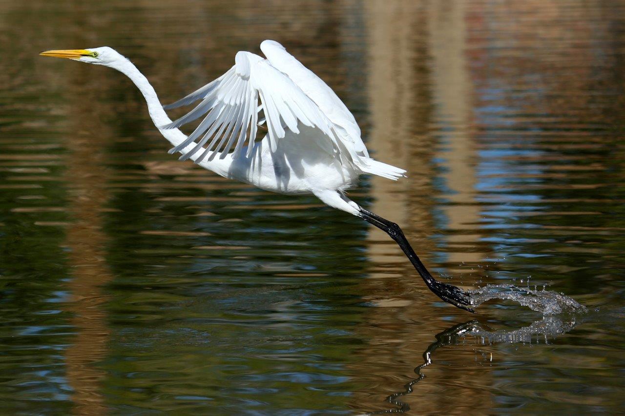 Egret2