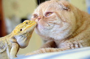 animal-friendships_300