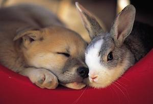 bunny_and_dog_300