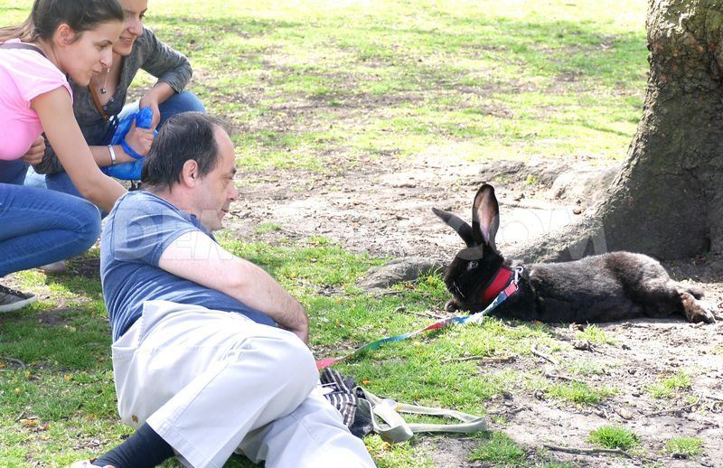 man-takes-giant-rabbit-for-stroll-in-st-jamess-park_links