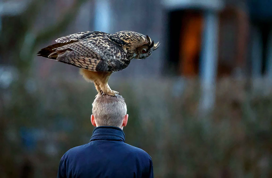 owl-lands-on-head-netherlands-noordeinde-links