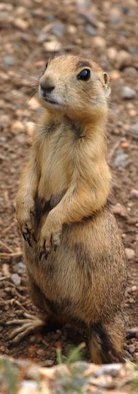 prairie_dog_200