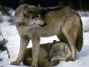 wolves_300