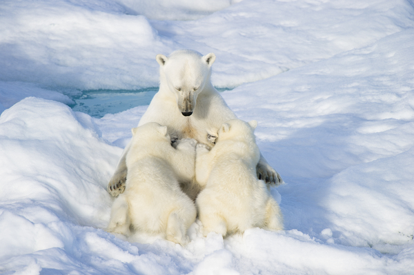 While nursing her young cubs, a mother polar bear seems to fall into a meditative state.
