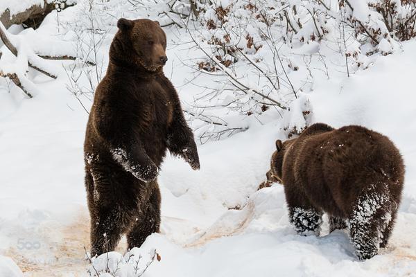 bears in snow links