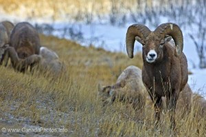 bighorn-sheep-alberta-603