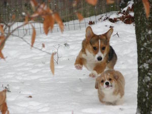 cute_puppies_300