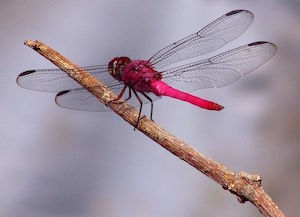 dragonfly_300