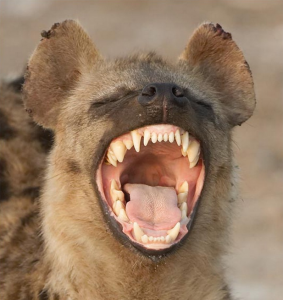 hyena