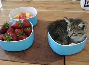kitten_300