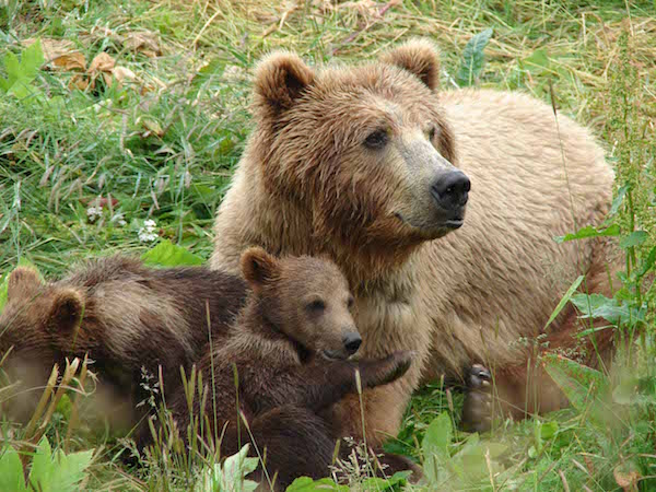 mama_bear_with_cubs