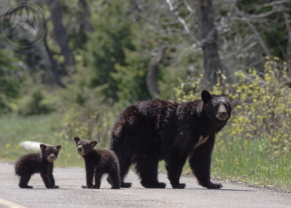 black_bear_family links