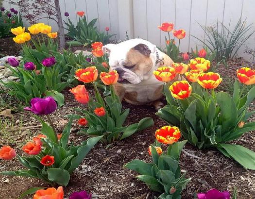 bulldog_sniffing_flowers links