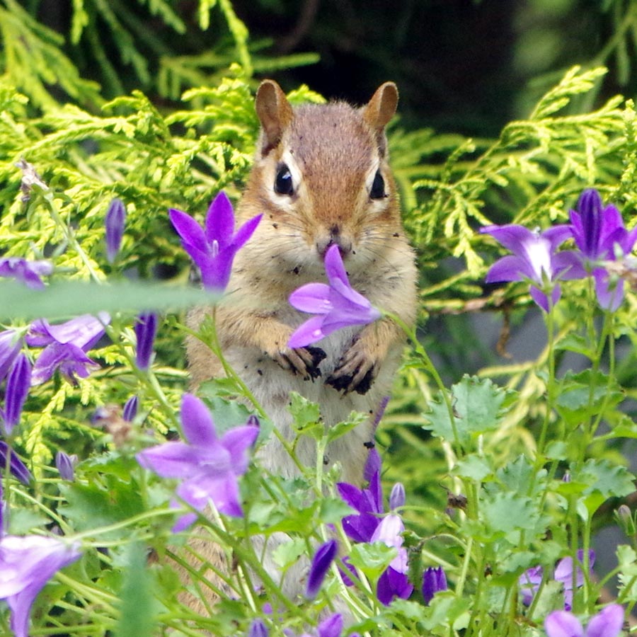 chipmunk wth bellflower links