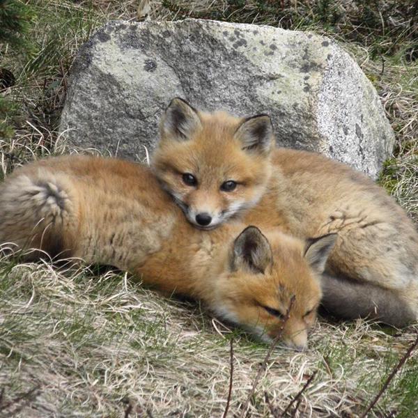 fox cubs in Maine links